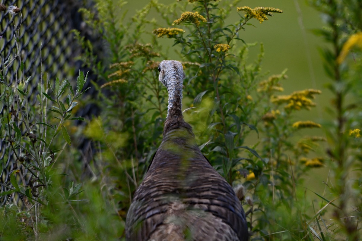 Wild Turkey - Paul Nale