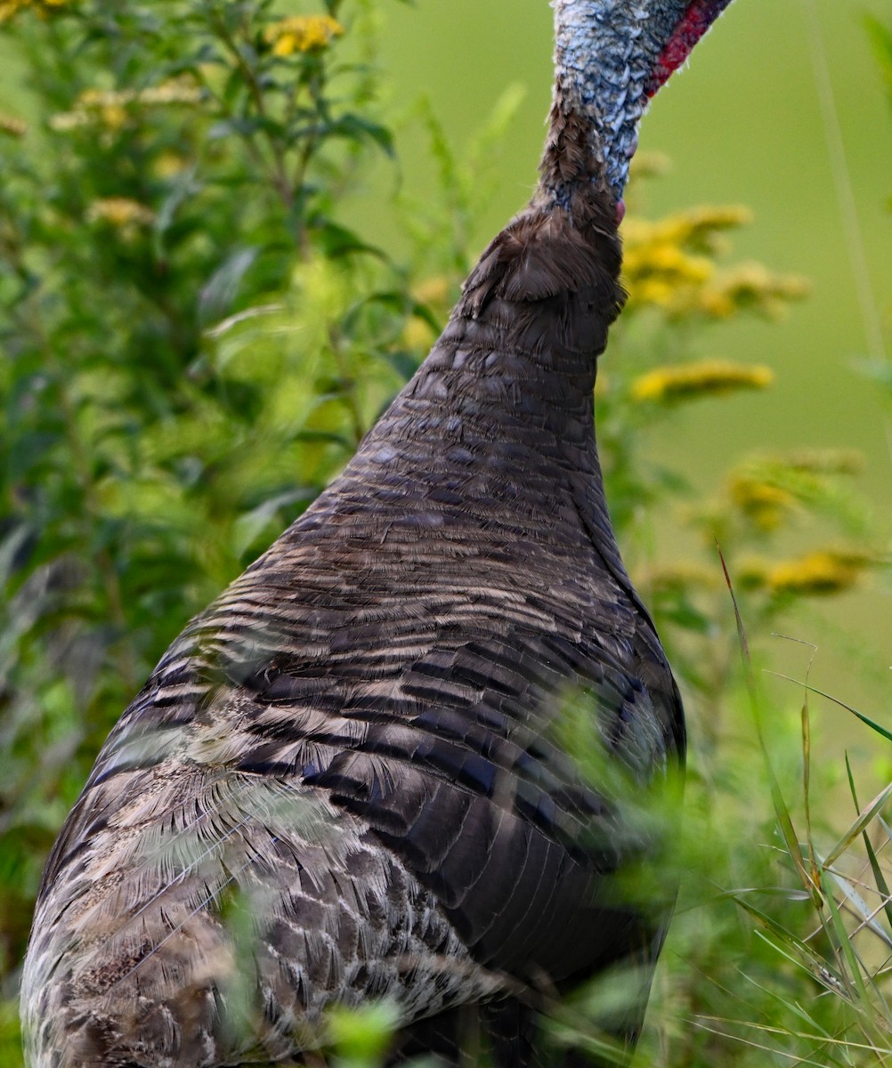 Wild Turkey - Paul Nale