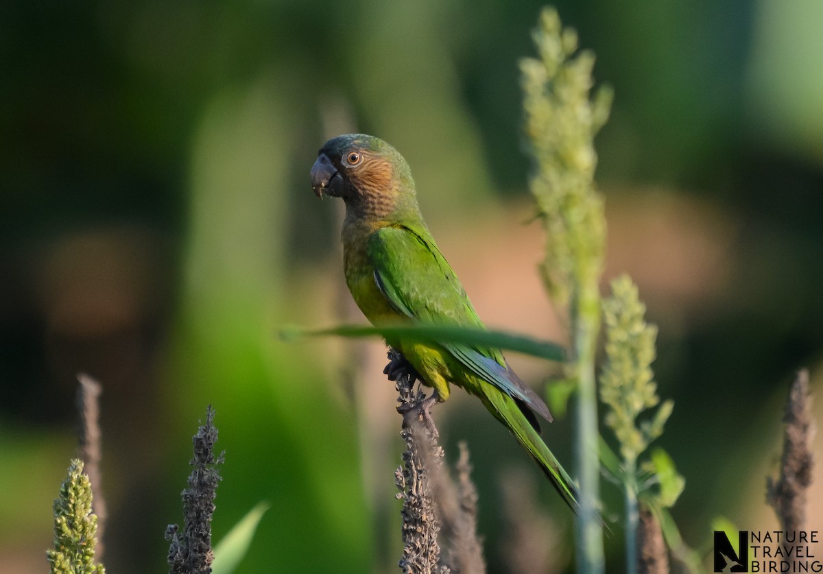 Brown-throated Parakeet - Marc Cronje- Nature Travel Birding