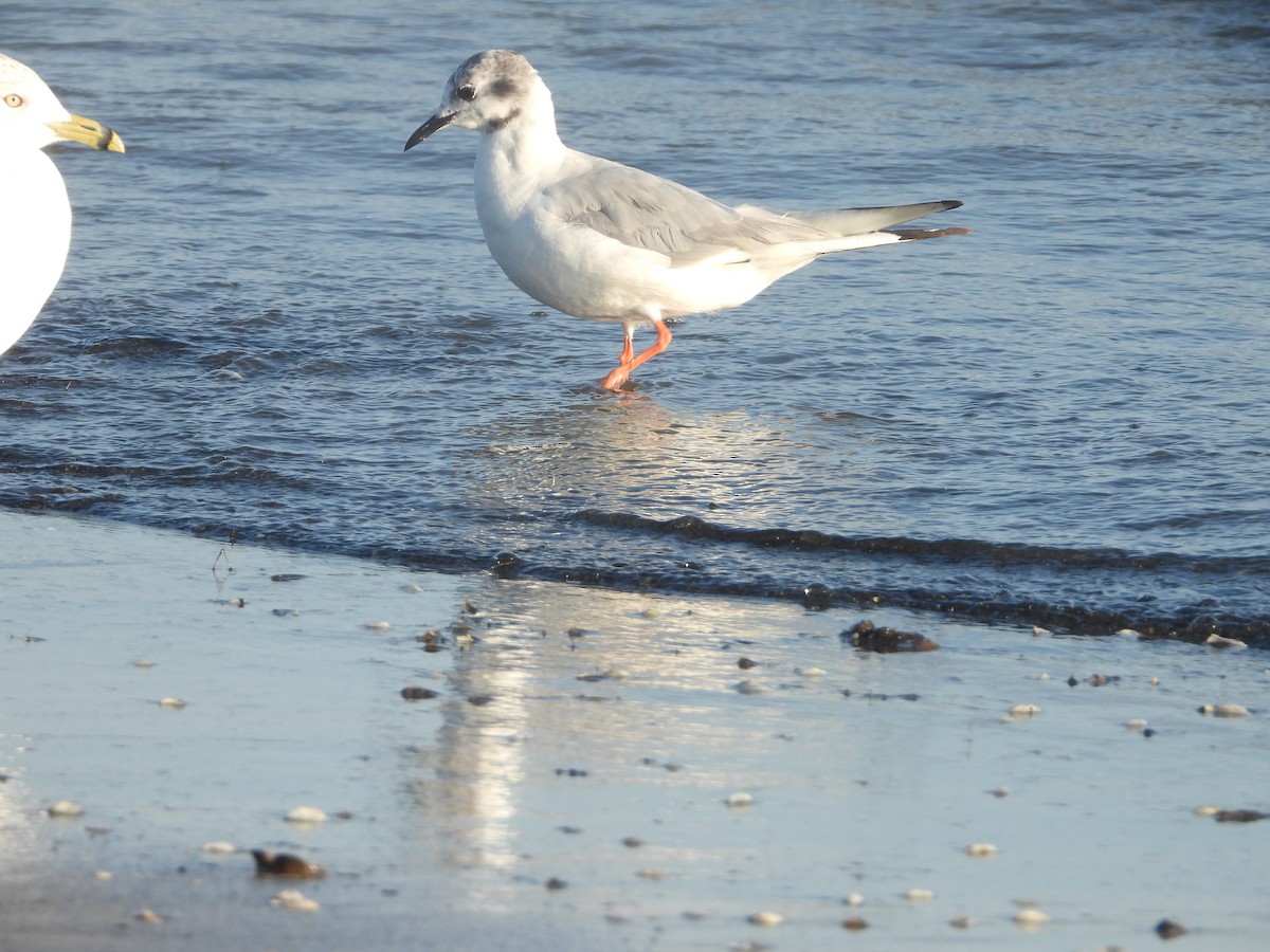 Bonaparte's Gull - Kent Millham