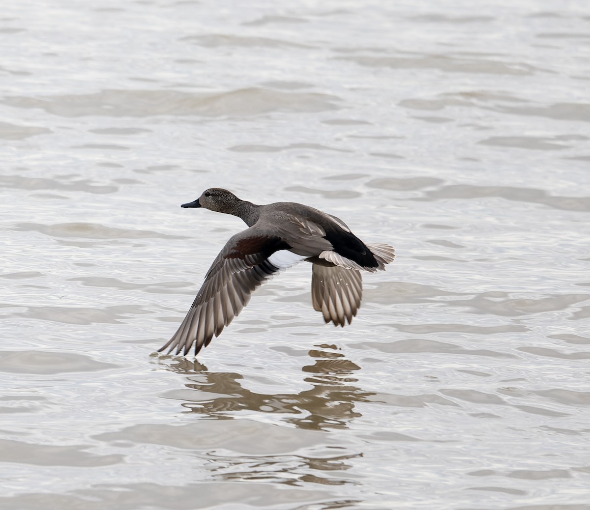 Gadwall (Common) - David Darrell-Lambert