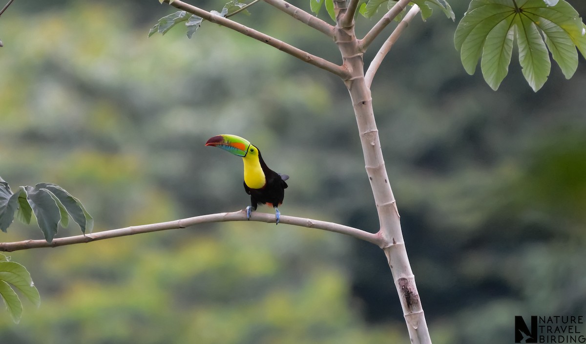 Keel-billed Toucan - Marc Cronje- Nature Travel Birding