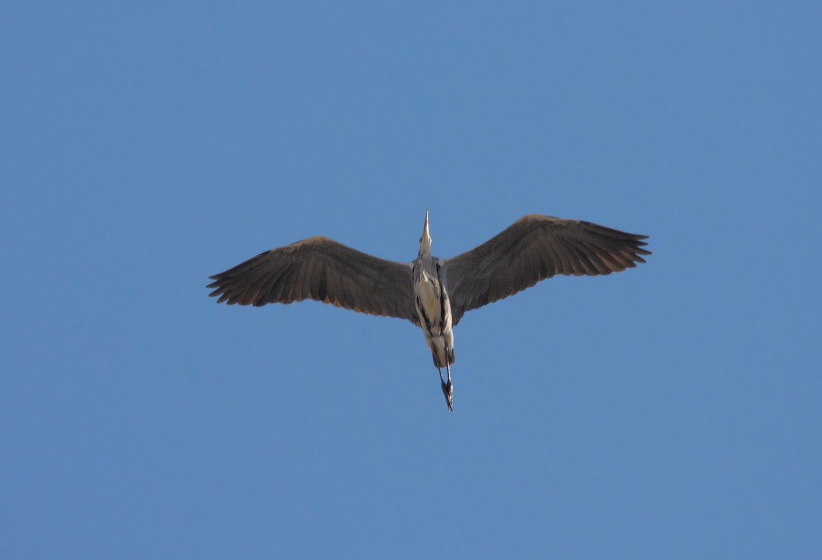 Gray Heron - José A Cortés Guerrero