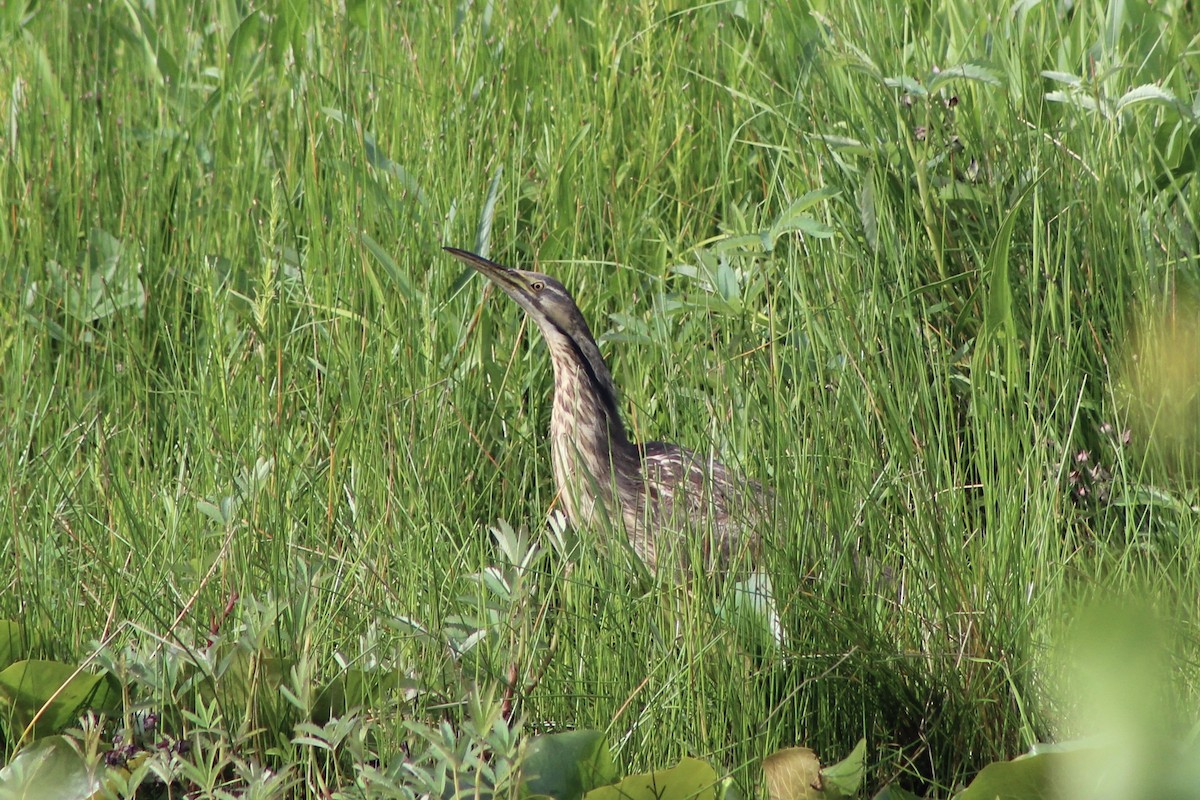 American Bittern - Sophia Sperduto