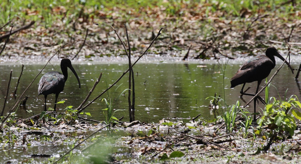 Glossy Ibis - Lisa Yntema