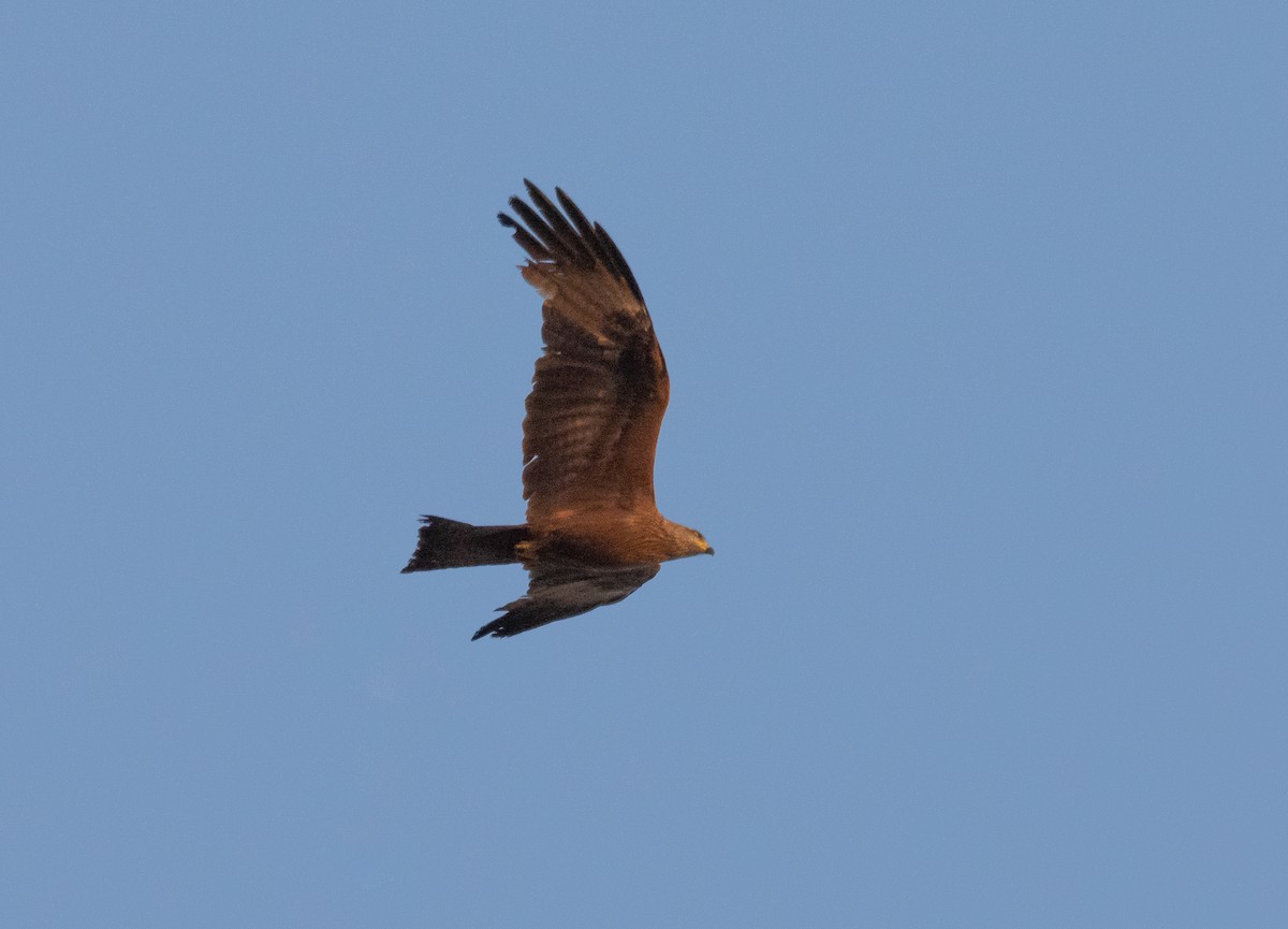 Black Kite - José A Cortés Guerrero