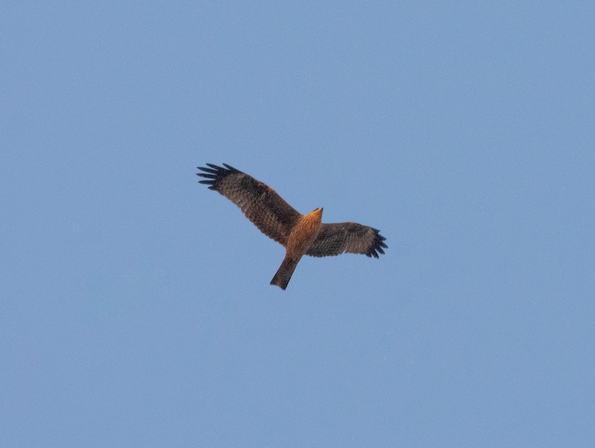 Black Kite - José A Cortés Guerrero