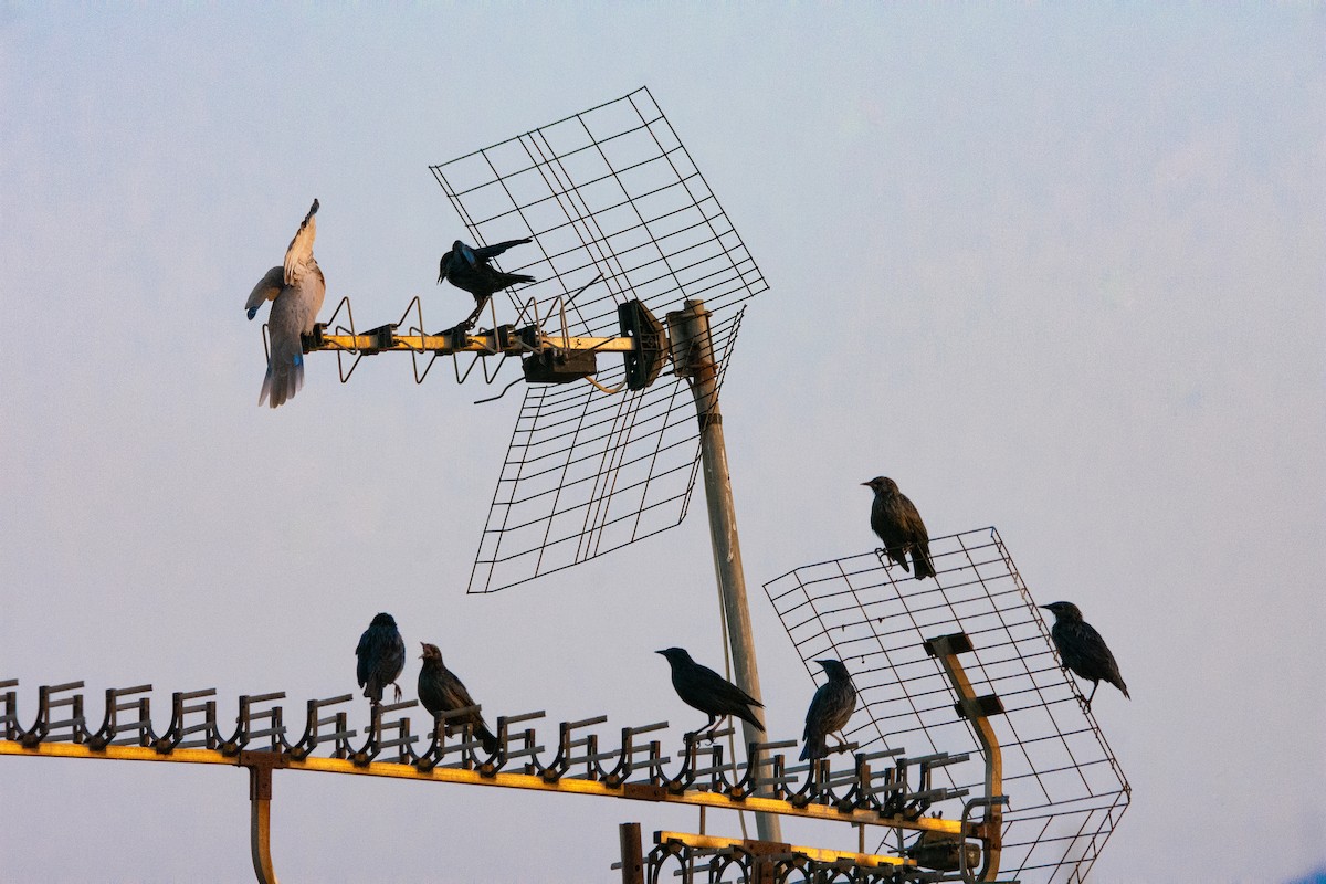 Spotless Starling - José A Cortés Guerrero