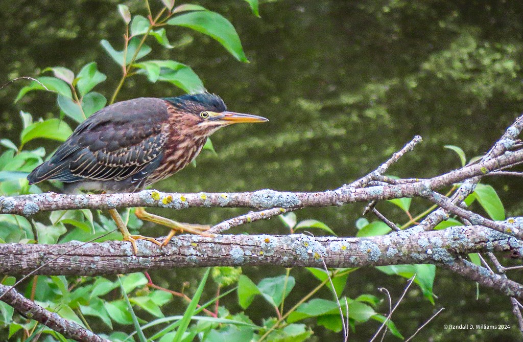 Green Heron - Randall Williams