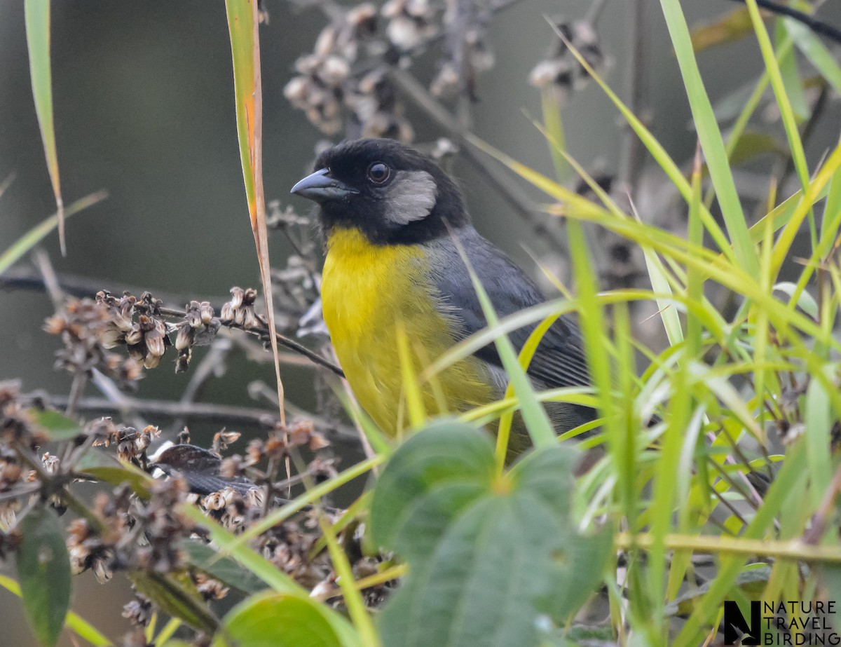 Santa Marta Brushfinch - Marc Cronje- Nature Travel Birding