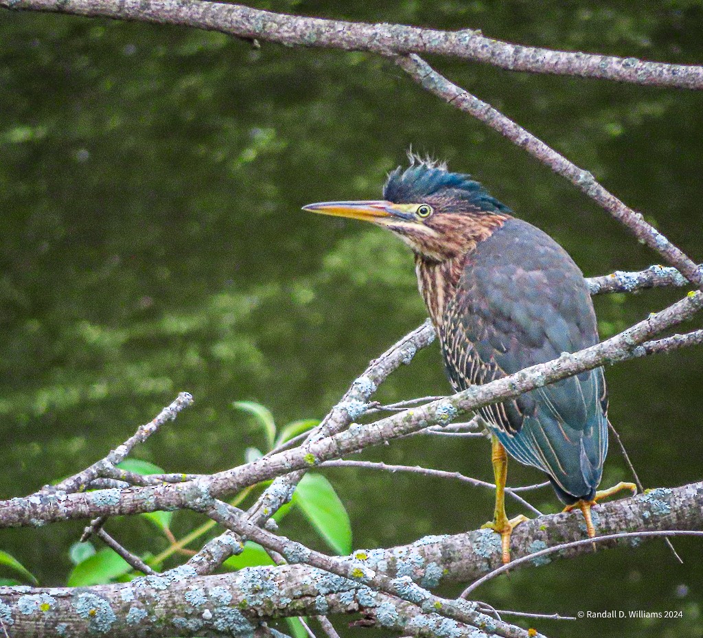 Green Heron - ML622803891