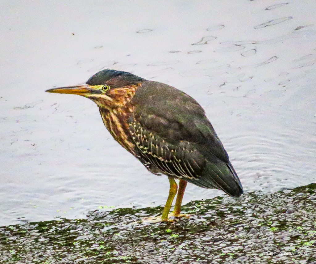 Green Heron - ML622803900