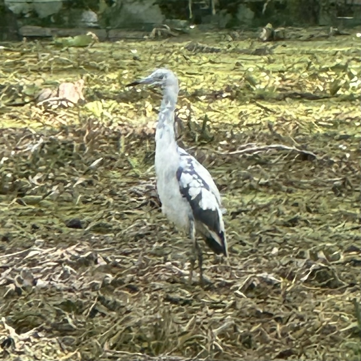 Little Blue Heron - Jeremy E. Braun