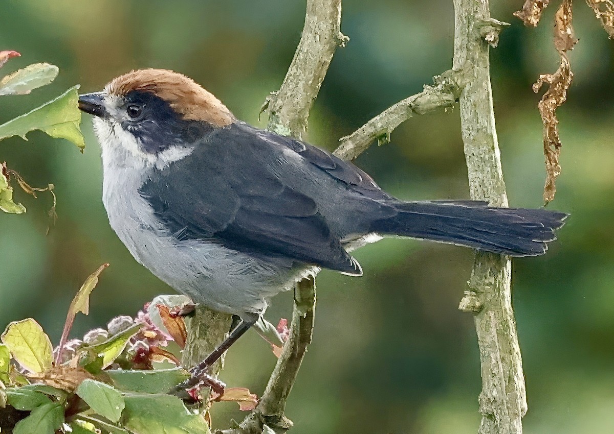 Antioquia Brushfinch - ML622803936