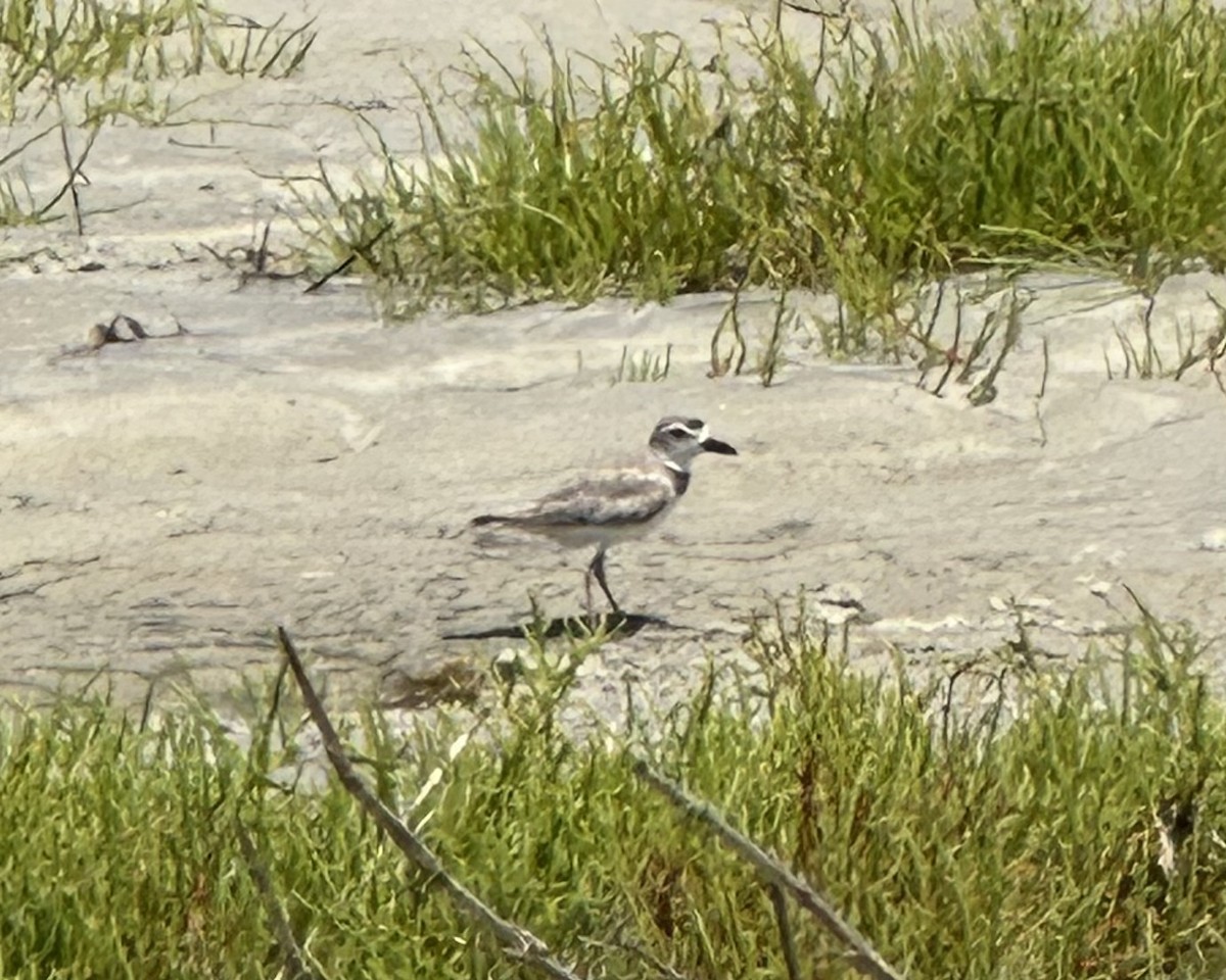 Wilson's Plover - Jeremy E. Braun