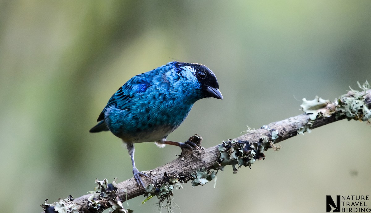 Golden-naped Tanager - Marc Cronje- Nature Travel Birding