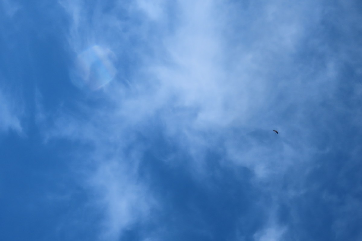 Chimney Swift - Mike Lesnik