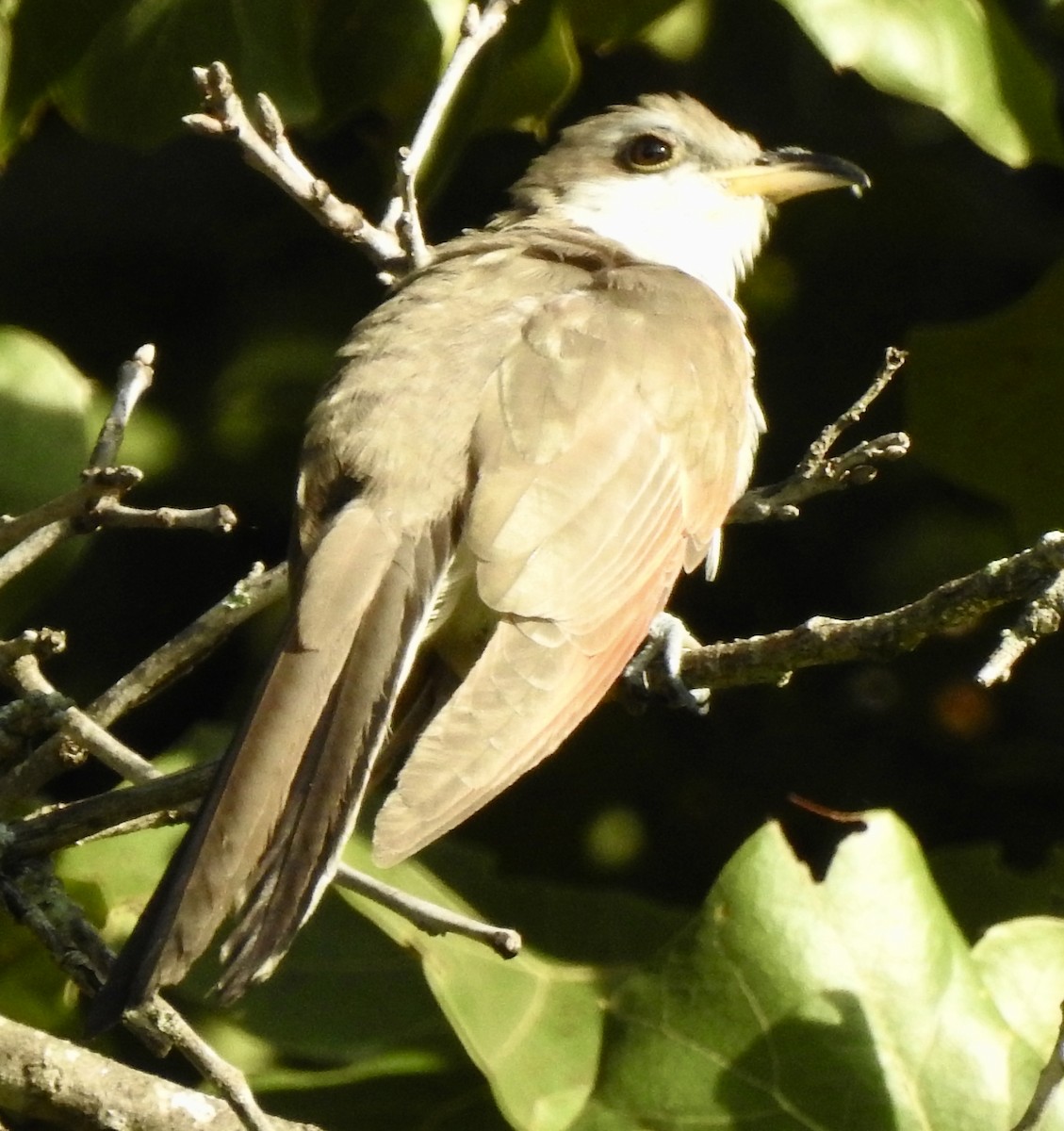 Yellow-billed Cuckoo - Rebecca Trimble