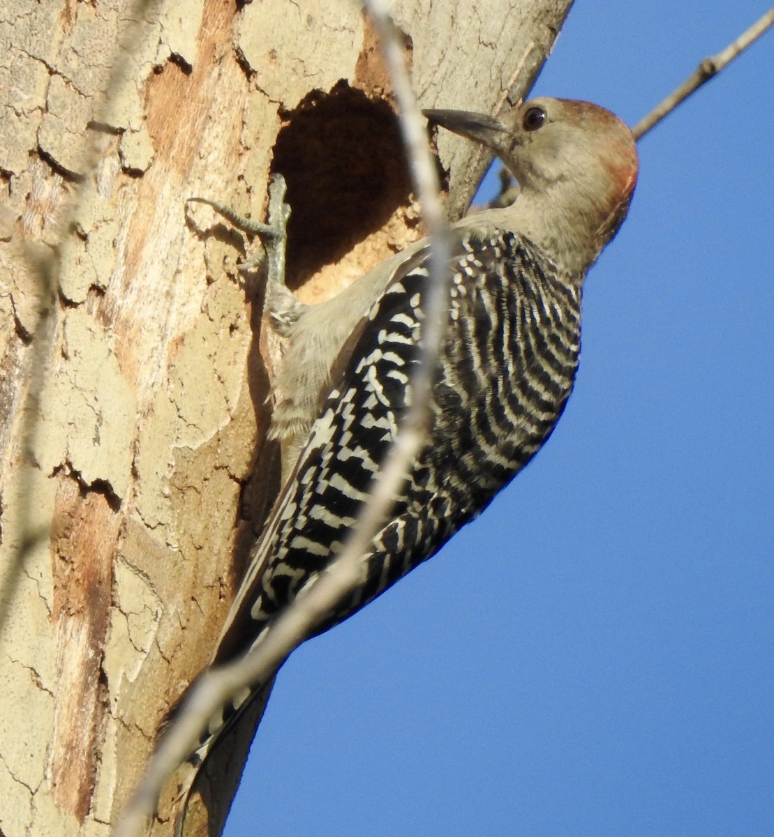 Red-bellied Woodpecker - Rebecca Trimble