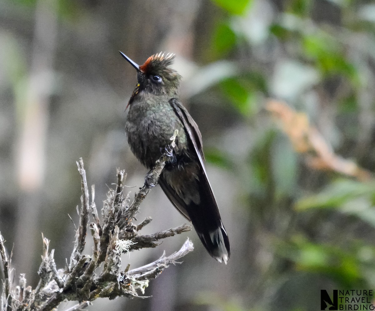 Rainbow-bearded Thornbill - Marc Cronje- Nature Travel Birding