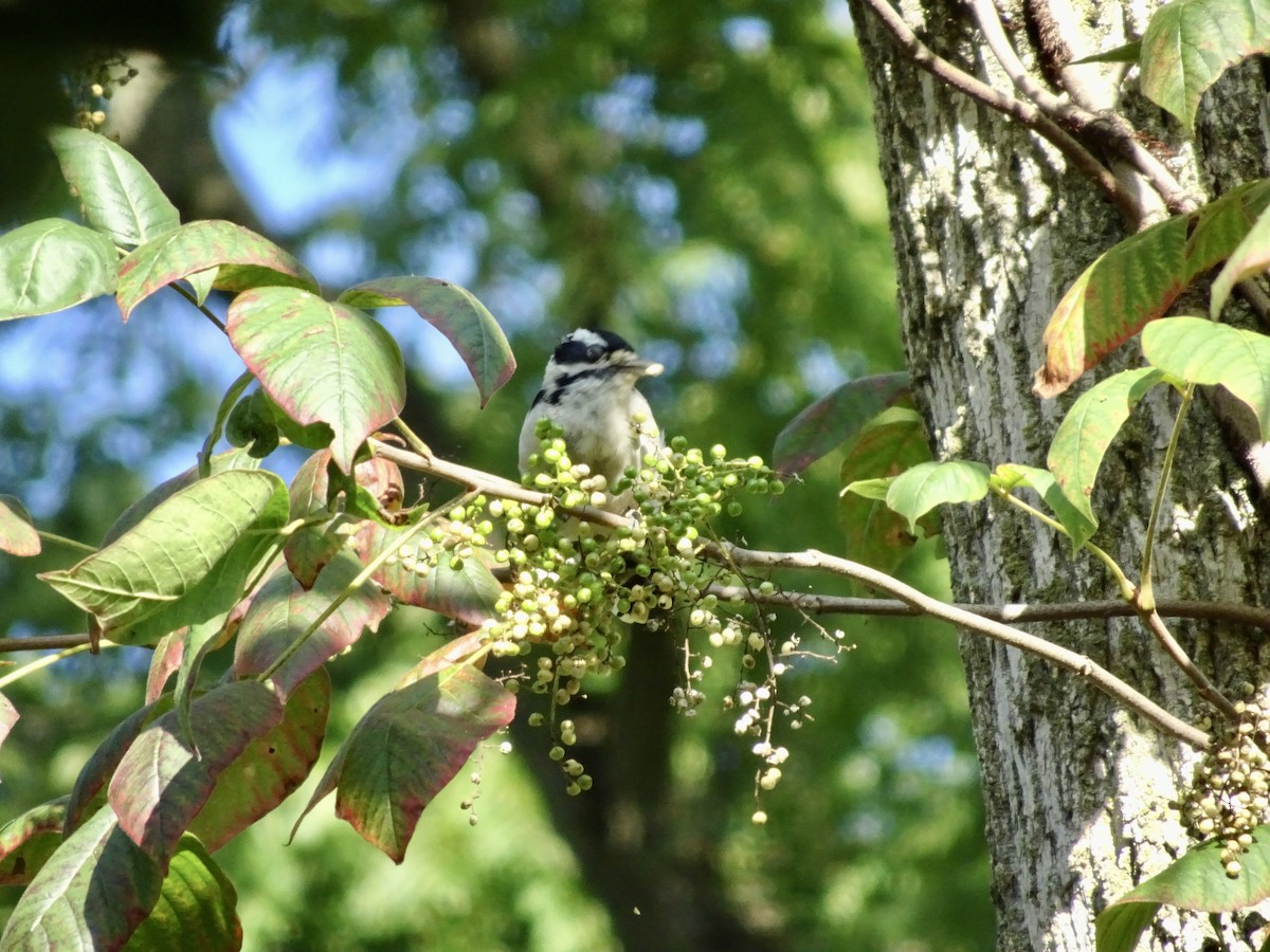 Downy Woodpecker - ML622804011