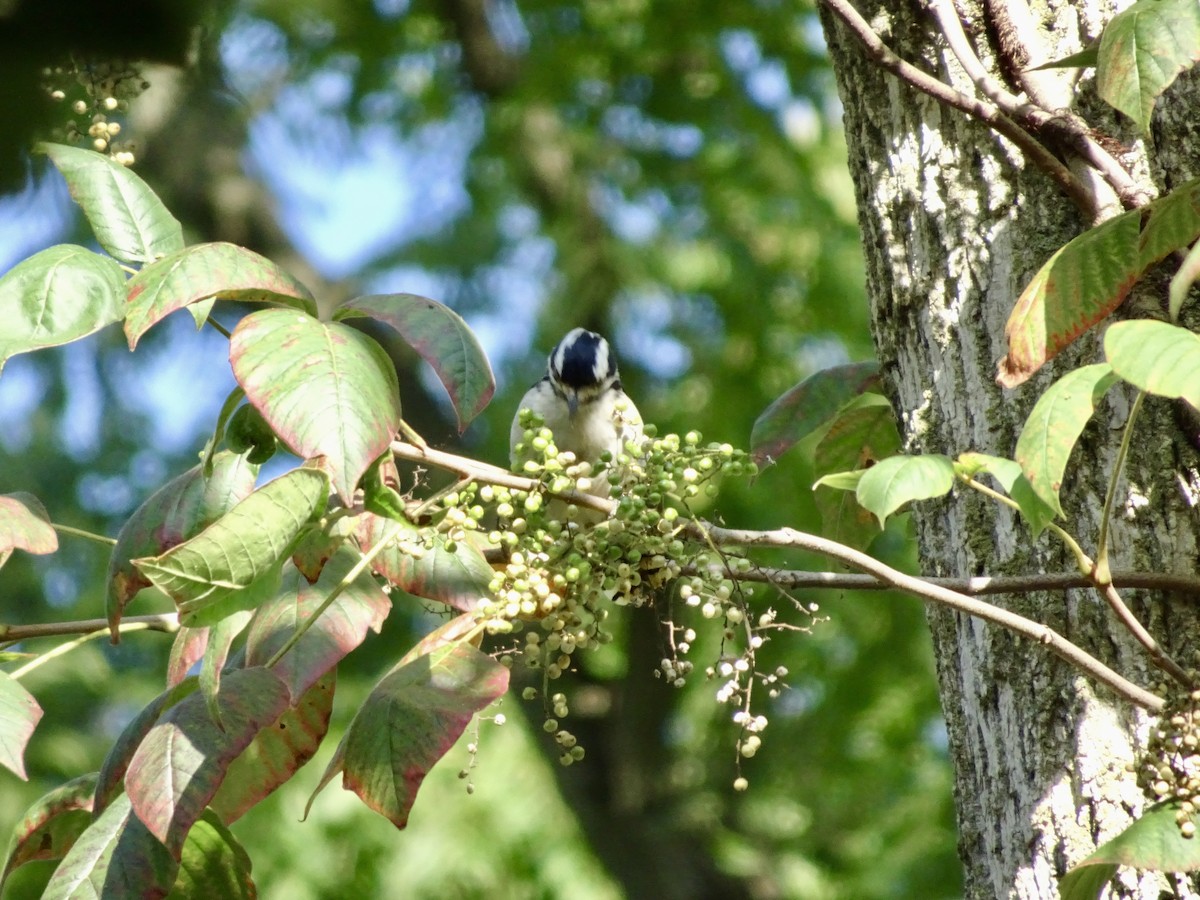 Downy Woodpecker - Dan Keener