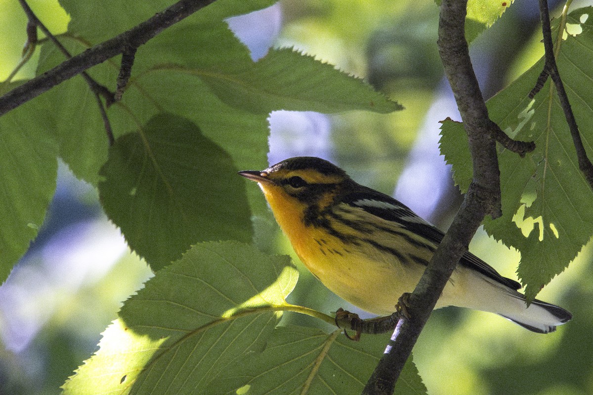 Blackburnian Warbler - Jonah Perelman