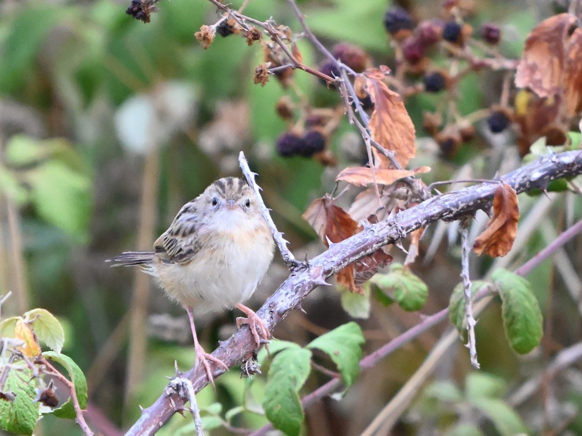 Zitting Cisticola - ML622804058