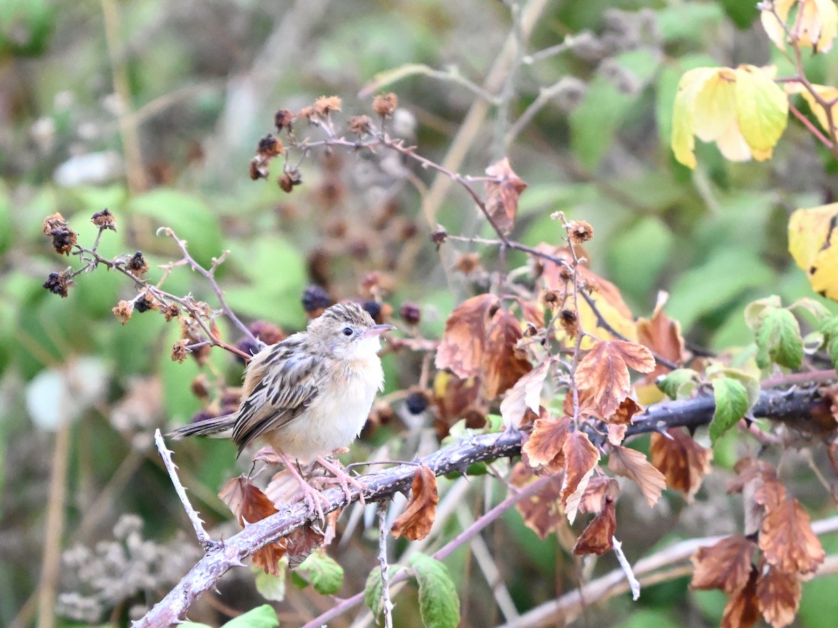 Zitting Cisticola - ML622804060