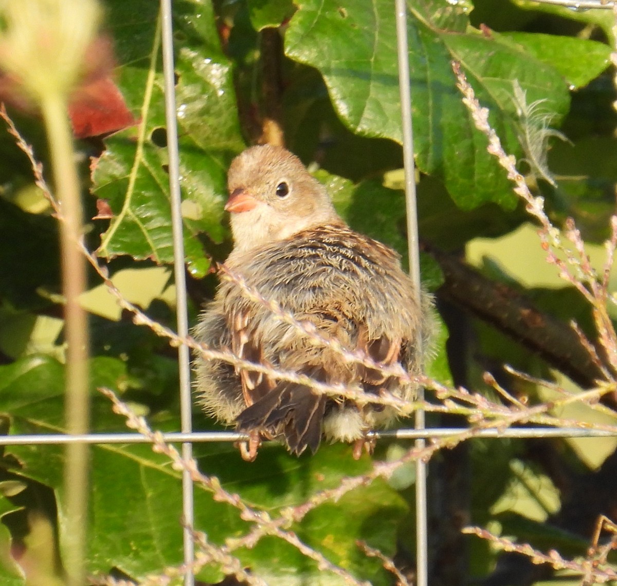 Field Sparrow - Scott Weaver