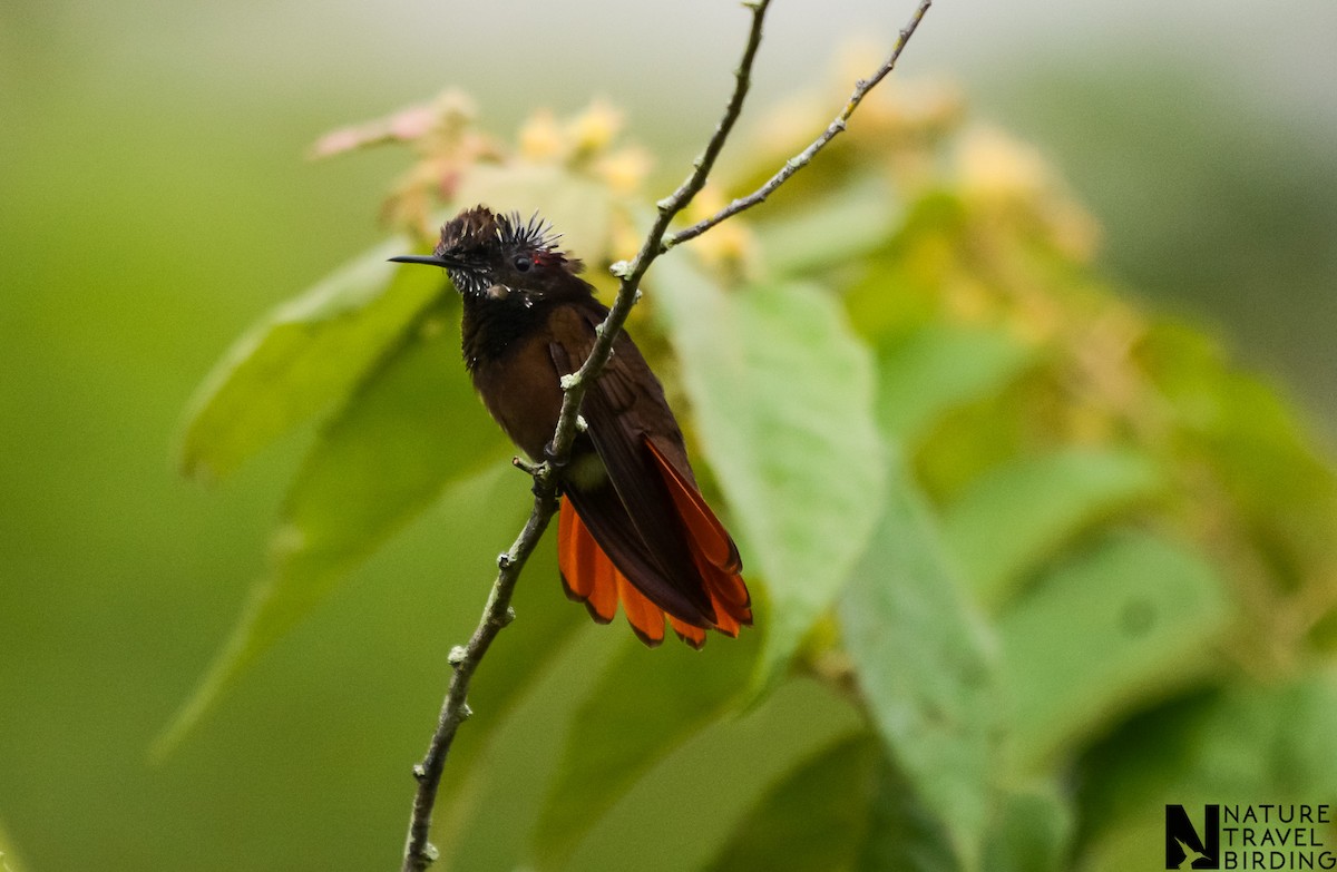 Ruby-topaz Hummingbird - ML622804100