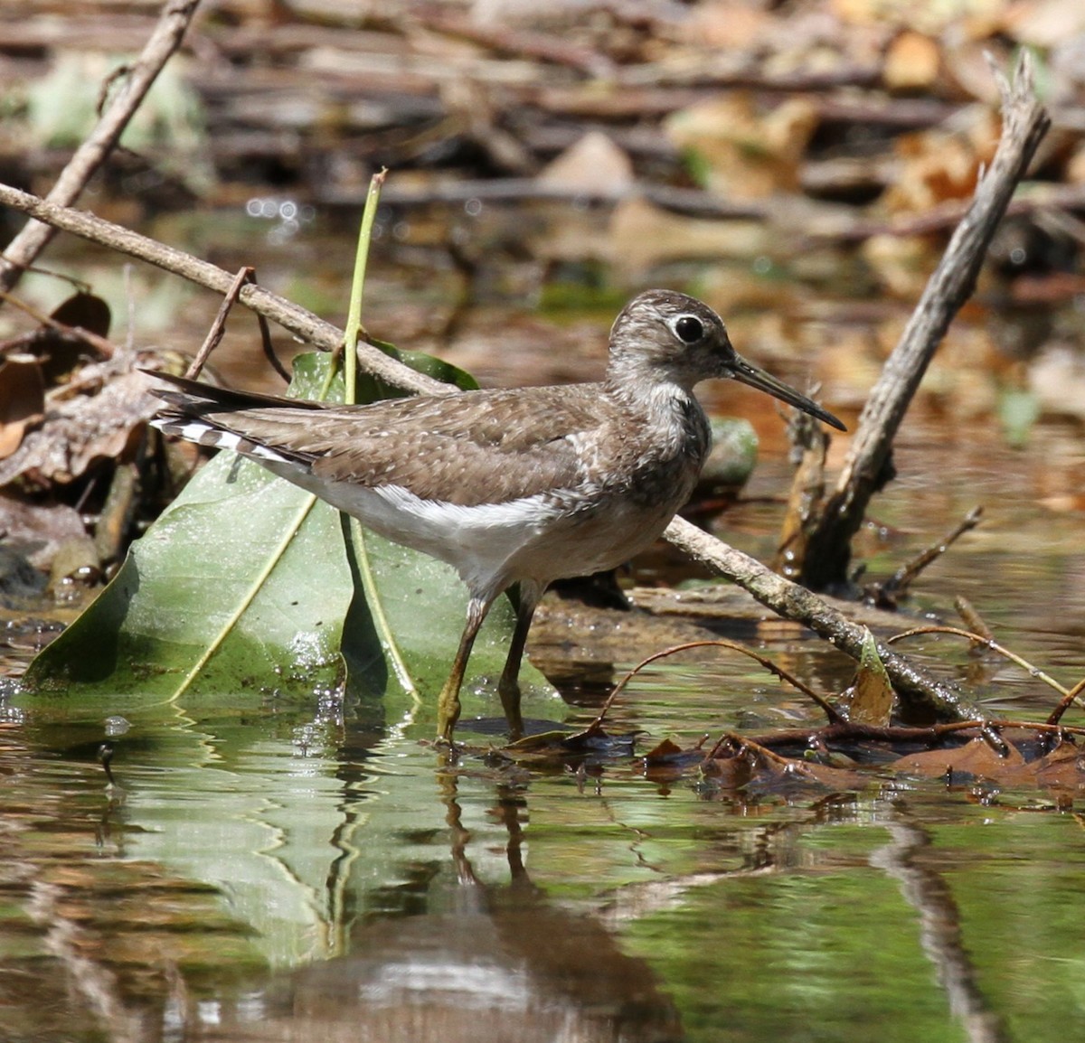 Solitary Sandpiper - ML622804104