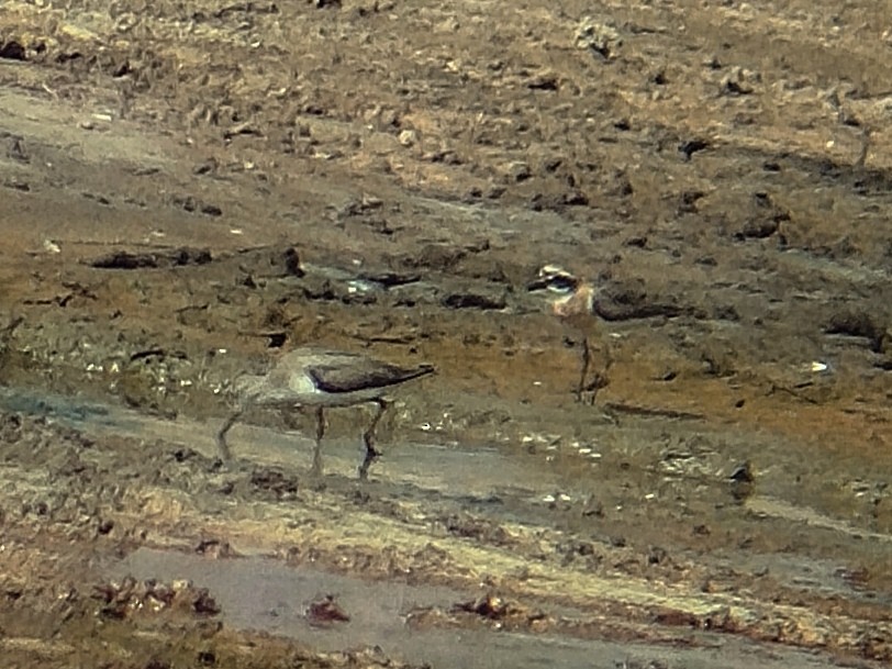 Tibetan Sand-Plover - Lars Mannzen