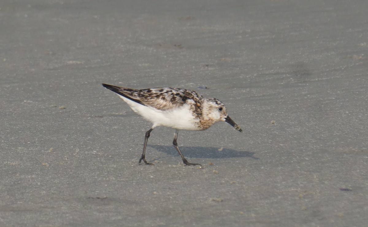 Western Sandpiper - Loretta Silvia