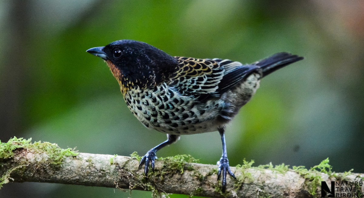 Rufous-throated Tanager - Marc Cronje- Nature Travel Birding