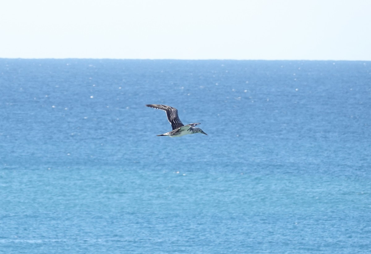 Australasian Gannet - Brad R