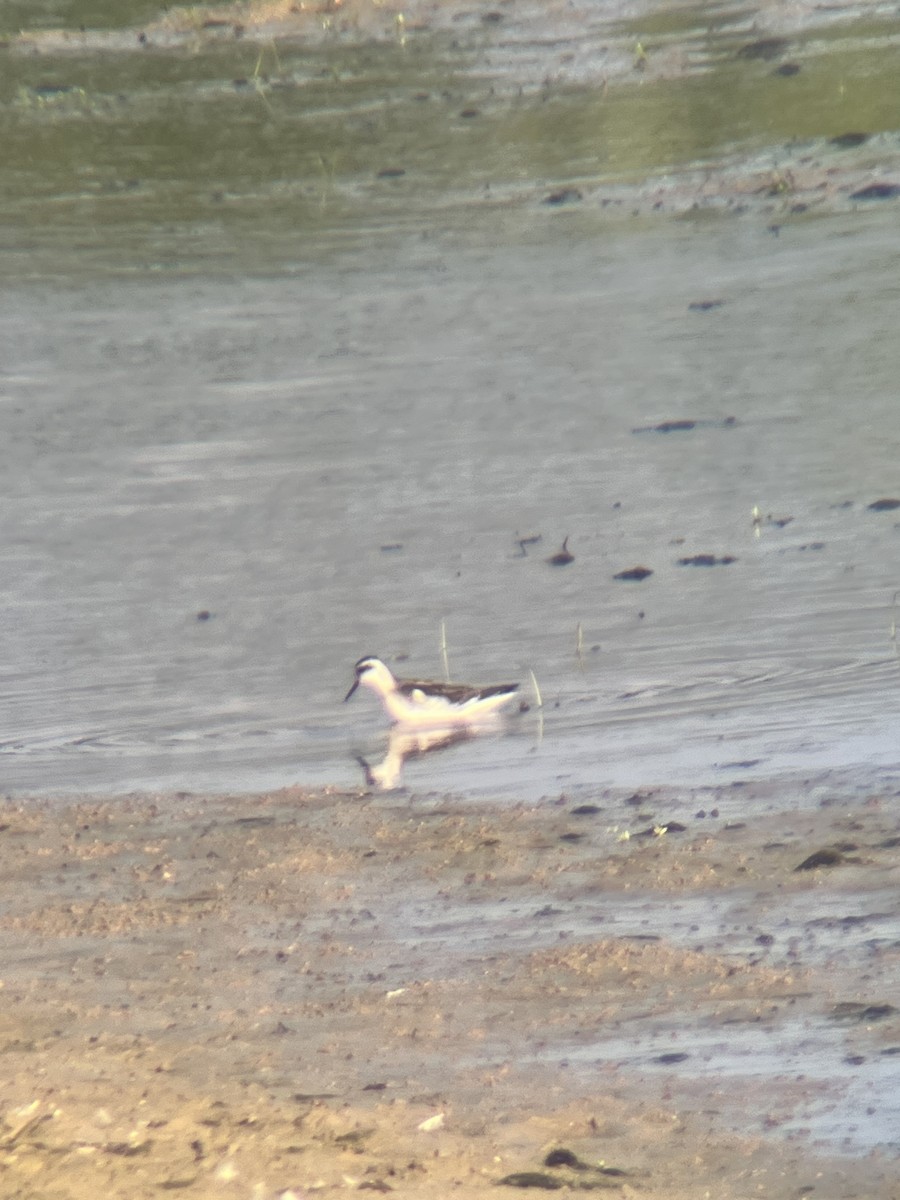 Red-necked Phalarope - Avery Fish