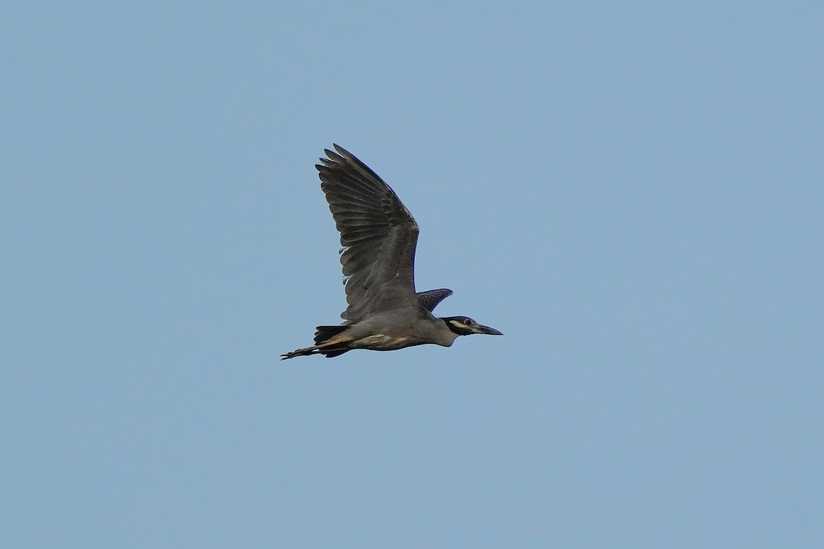 Yellow-crowned Night Heron - ML622804183