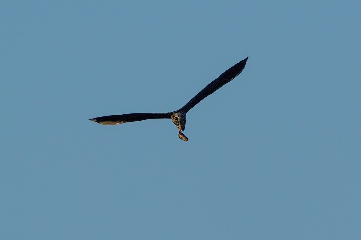 Yellow-crowned Night Heron - ML622804184