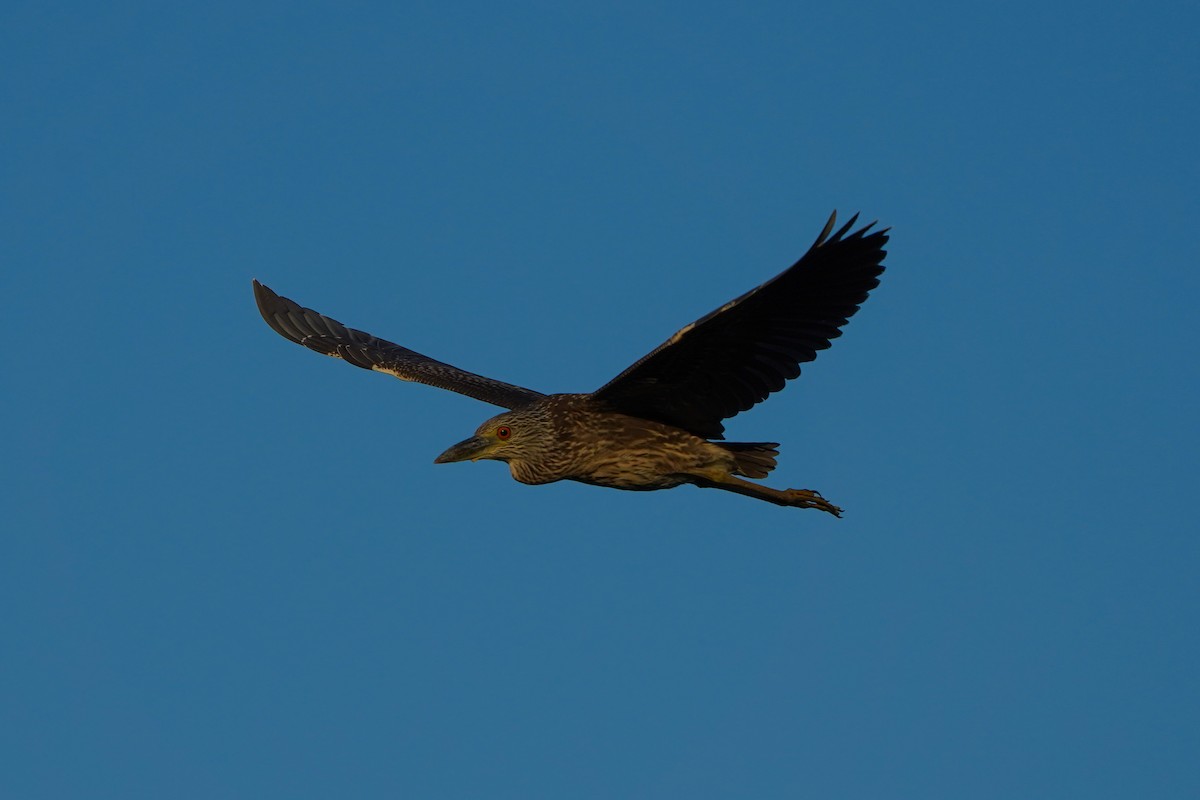 Yellow-crowned Night Heron - ML622804185