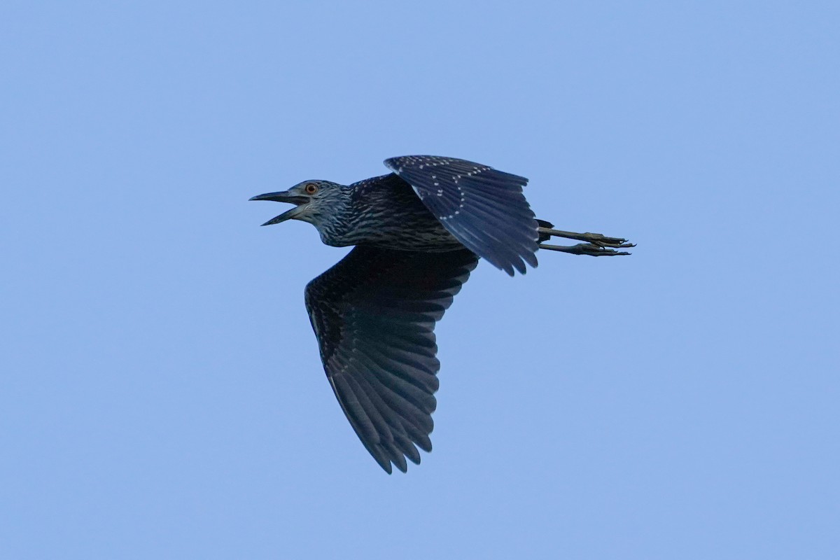 Yellow-crowned Night Heron - ML622804186