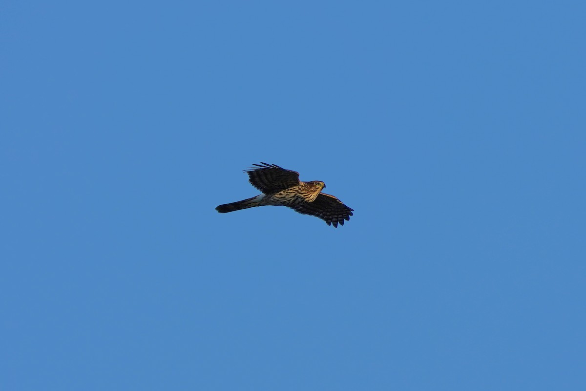 Cooper's Hawk - ML622804207