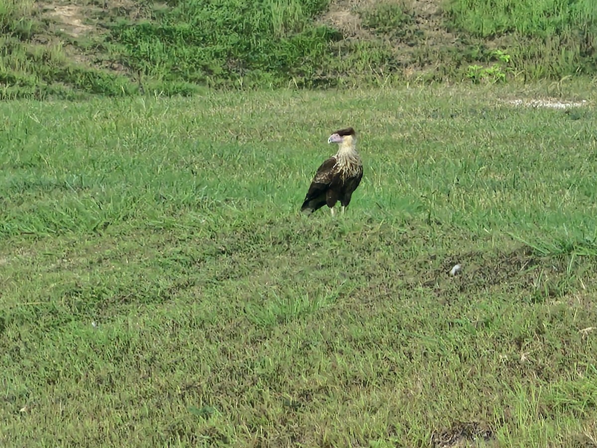 Crested Caracara - Dana Turner