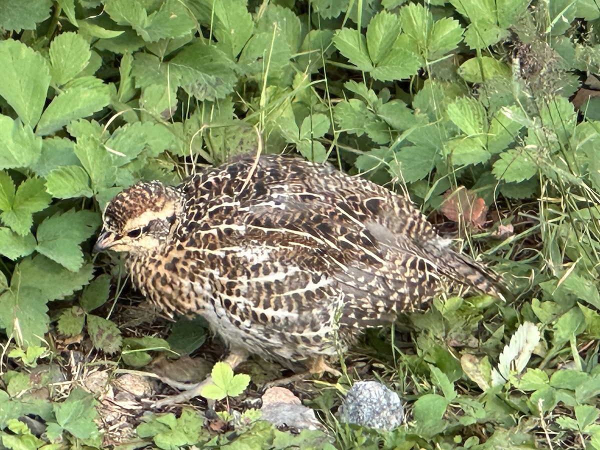 Spruce Grouse - ML622804225