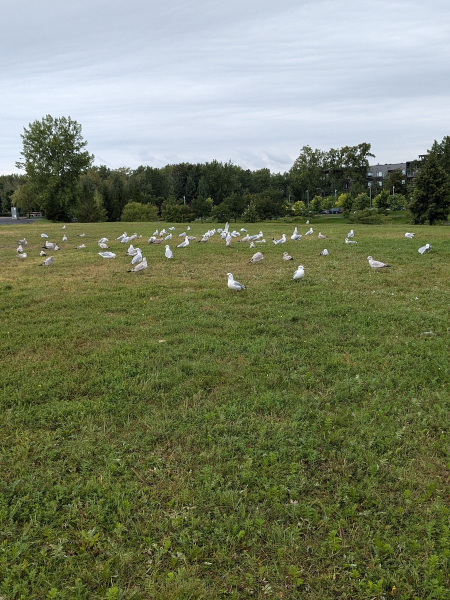 Ring-billed Gull - Raymond Belhumeur