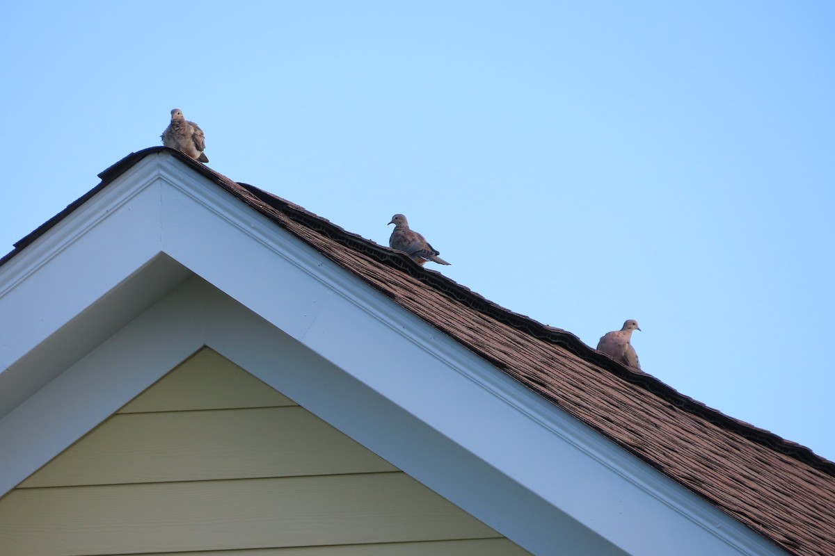 Mourning Dove - David Brinkman