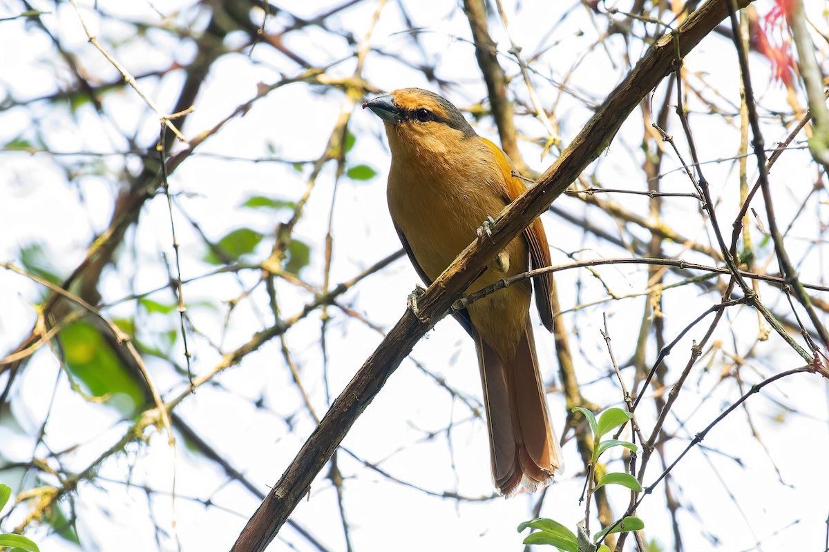 Brown Tanager - ML622804315