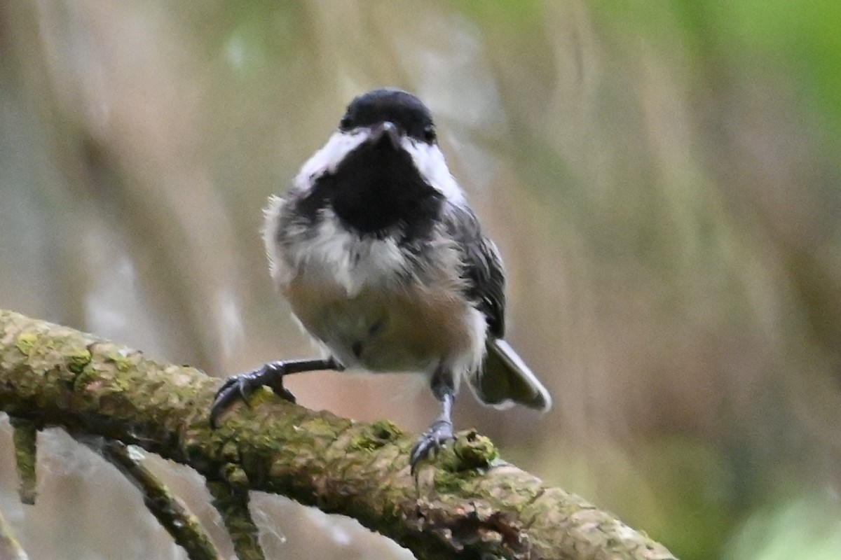 Black-capped Chickadee - Cathy Pasterczyk