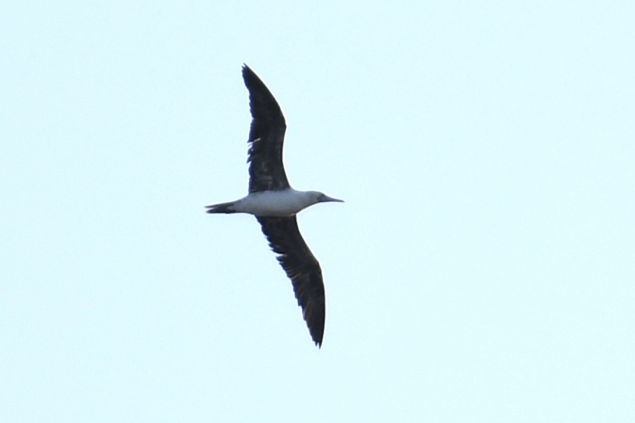 Red-footed Booby - Tim Healy