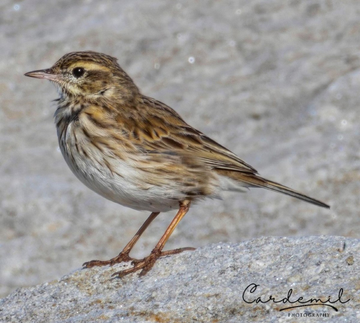 Australian Pipit - Vanessa Cardemil